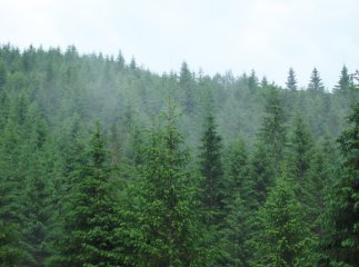 Юні хустяни зберуть карту карпатських лісів у форматі пазлу