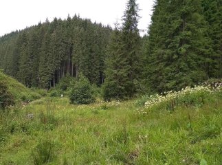 Захистити 1385 гектарів пралісів вимагає прокуратура на Закарпатті