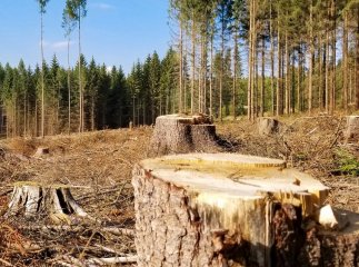 Екоінспектори розповіли, що виявили у природо-заповідному фонді на Закарпатті Екоінспектори розповіли, що виявили у природо-заповідному фонді на Закарпатті