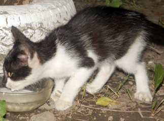 Викинуте кошеня пройшло більше 40 кілометрів, щоб повернутись додому у Мукачево