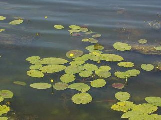 Закарпатка втопилась в потічку річки Хустець