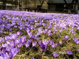Найкращі місця на Закарпатті, де подивитись цвітіння крокусів весною