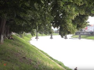 В Ужгороді розквітла одна з найдовших липових алей Європ