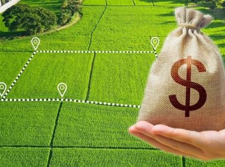 Скільки тепер коштує земельна ділянка: ціна за 1 гектар