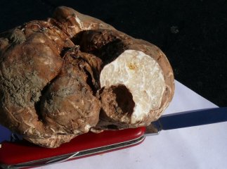 На Закарпатті знайшли найдорожчий гриб у світі