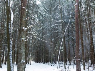 Влаштували фотосесію: прикордонники засікли цікавих «порушників»