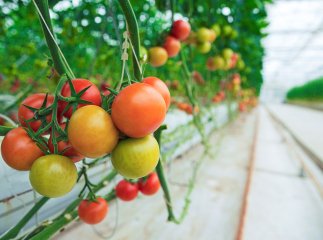 Чому тріскаються помідори: головна причина, про яку знають не всі