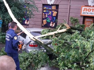 Як ужгородські дерева розтрощили автомобілі
