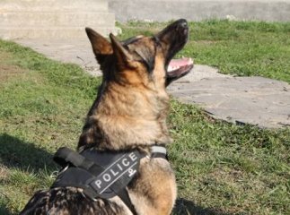 Німецька вівчарка Злата виявила у багажнику автомобіля гранатомет