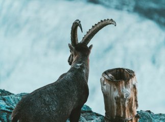 Гороскоп на 2025 рік для Козерогів