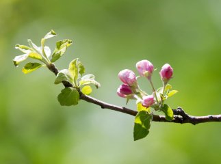 Якою буде погода до кінця березня і чи буде ще одне похолодання Якою буде погода до кінця березня і чи буде ще одне похолодання