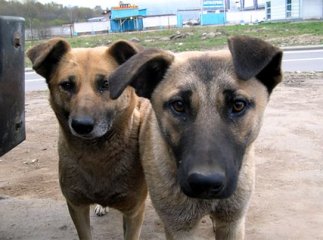 Ужгородські школярі збирали кошти для собачого притулку