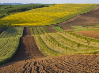 Нова ідея влади: українців можуть змусити викупити свої ділянки або оформити їх в оренду