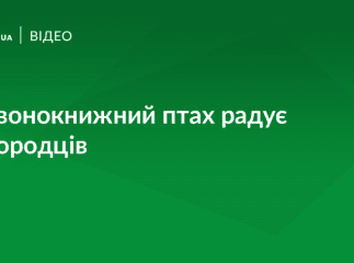 На Ужі оселився рідкісний птах