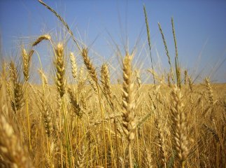 На Закарпатті цьогоріч зібрали на 3% більше жнив, ніж минулого року