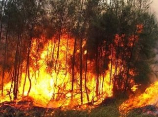 В області оголосили надзвичайну пожежну небезпеку