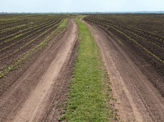 Ціни на землю у 2026 році підвищились: скільки тепер коштує 1 гектар