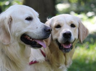 В Ужгороді проходить виставка собак "Зірка Закарпаття"