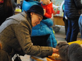 Традиційний котячий конкурс краси "Міс-Кіс" пройшов в Ужгороді