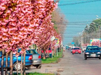 Мукачево чи Ужгород: у мережі суперечка через неофіційну столицю сакур