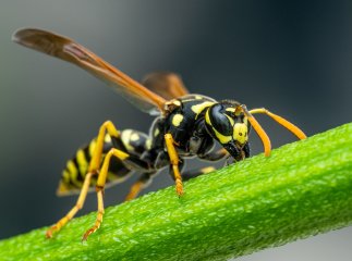 Від укусу комахи на Закарпатті вночі помер чоловік Від укусу комахи на Закарпатті вночі помер чоловік