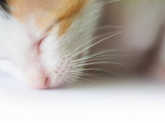 В Ужгороді поліція перевіряє повідомлення про жорстоке поводження з тваринами В Ужгороді поліція перевіряє повідомлення про жорстоке поводження з тваринами