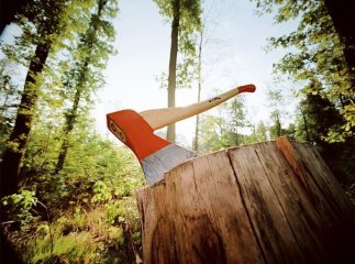 Через недбалість лісничого Великобичківське лісогосподарство втратило понад 765 тисяч гривень