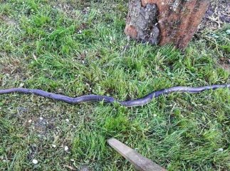 Заповзають у будинки та автомобілі: на Закарпатті зросла популяція змій