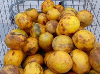 В одному із ужгородських супермаркетів продають зіпсовану диню, – соцмережі