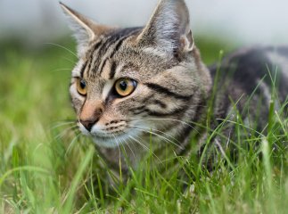 Скільки «людських» років вашому коту: розрахунок, який здивує господарів