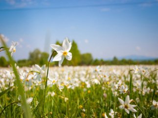 Названо площу заповідників, які охоплюють Закарпаття