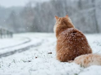 Українців попередили про мокрий сніг: синоптик Діденко розповіла, коли будуть опади