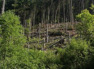 В одному з районів Закарпаття буревій наробив чимало лиха