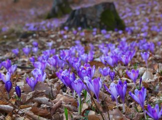 На Мукачівщині вже цвітуть шафрани