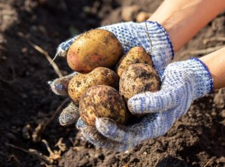 Коли краще вибирати картоплю, щоб вона довго зберігалась