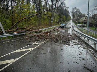 На Закарпатті через падіння дерева загинув чоловік