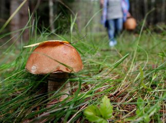 Жінка збирала гриби і натрапила на неочікувану знахідку