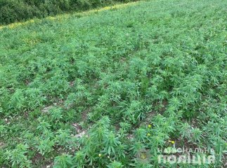 У Виноградівському районі виявили плантацію конопель