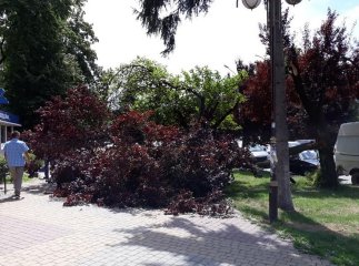 В Ужгороді на тротуар впала величезна гілка