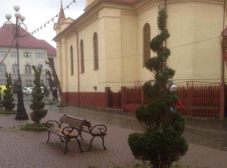 Деревцям туї у центрі Тячева надали оригінального вигляду