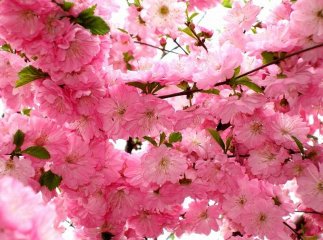 В Ужгороді завтра висадять новий вид сакури – пурпурнолисту