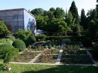 Про ботанічні екзоти Ужгорода цієї неділі розкажуть на відкритих екскурсіях 