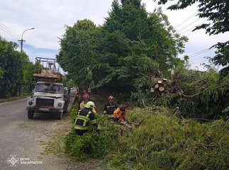 В Ужгороді впало дерево і перегородило дорогу