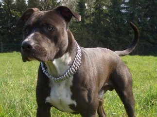 В Ужгороді два пси покусали жінку та її собаку