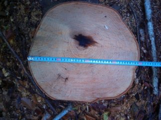 На Великоберезнянщині чоловік незаконно зрубав шість дерев