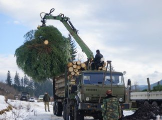Головну Новорічну ялинку Закарпаття вже зрубали на Рахівщині і везуть до Ужгорода 