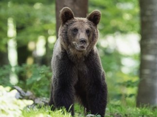 У всій красі: перед прикордонниками неочікувано засвітився мешканець гір