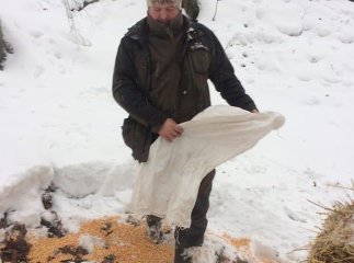 Через сильні снігопади лісівники посилили роботу з підгодівлі диких тварин