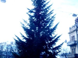 В Ужгороді встановили першу з двох міських новорічних ялинок (ФОТОФАКТ)