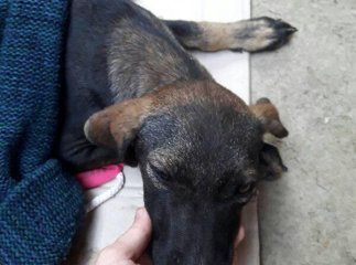 В Ужгороді з транспортного мосту скинули собаку